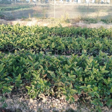 台湾珍珠番石榴苗30~50cm
