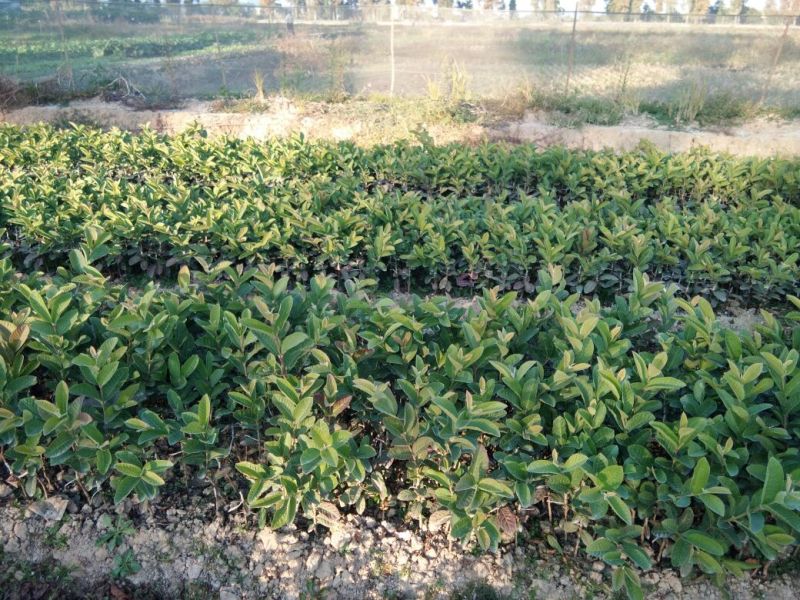 台湾珍珠番石榴苗30~50cm