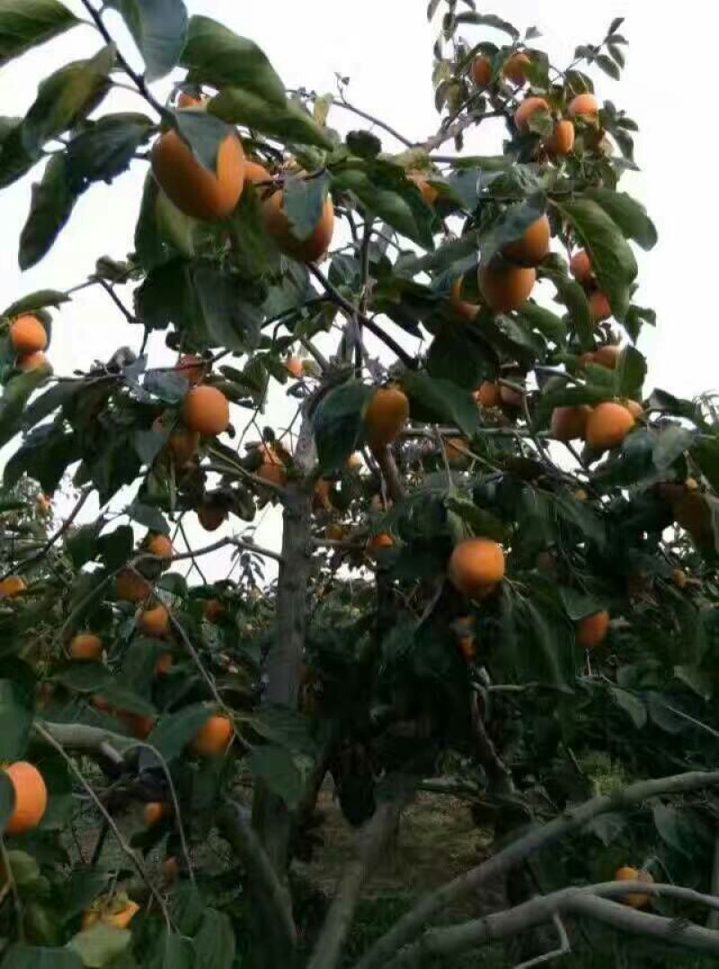 柿饼1两以下