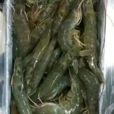 基围虾食用活虾