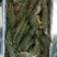 基围虾食用活虾