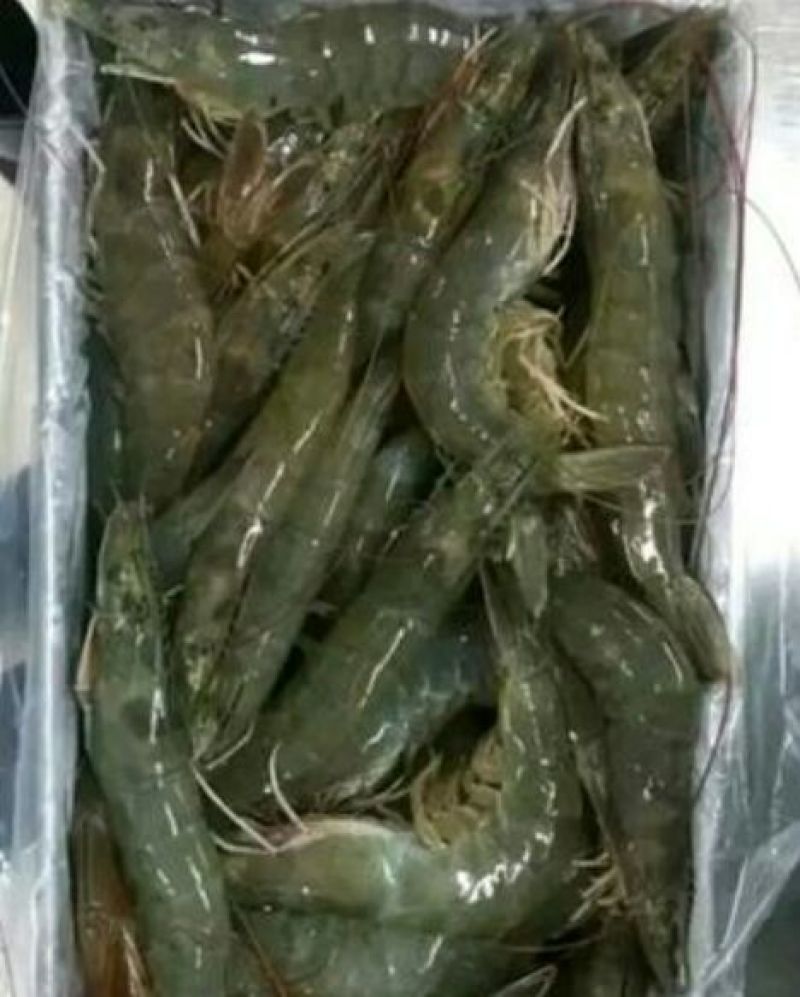 基围虾食用活虾