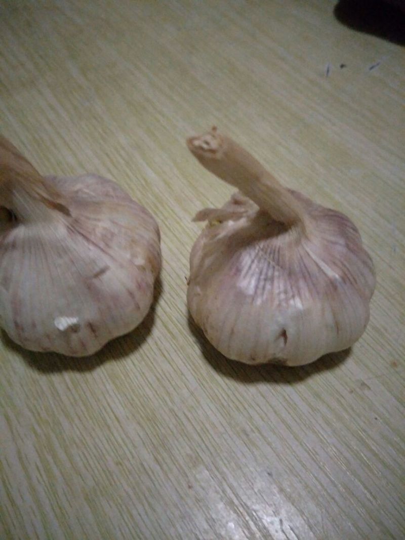 红蒜5.5cm~6cm干蒜