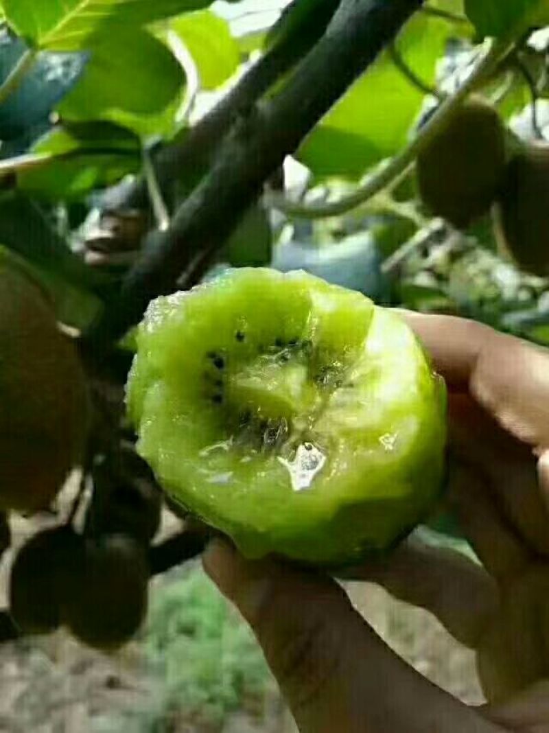 绿心徐香猕猴桃一件也包邮现摘发货产地直发