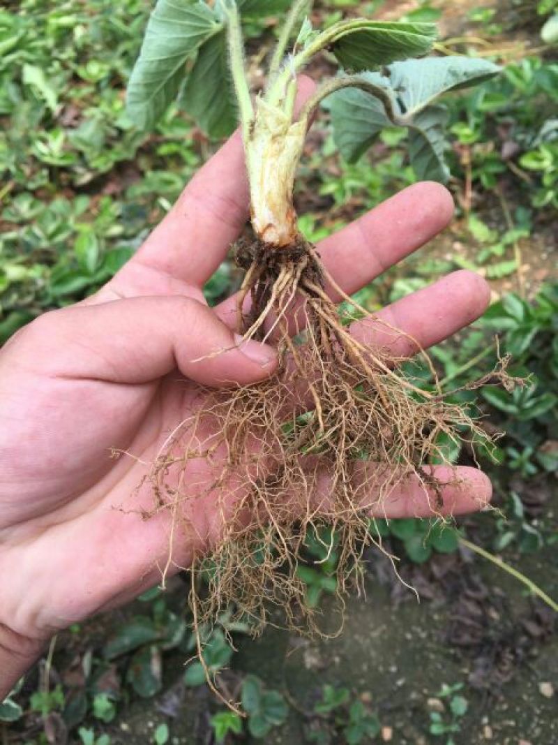 隋珠草莓苗基地批发香野越王徽煌金刚二号芊雪建德白露