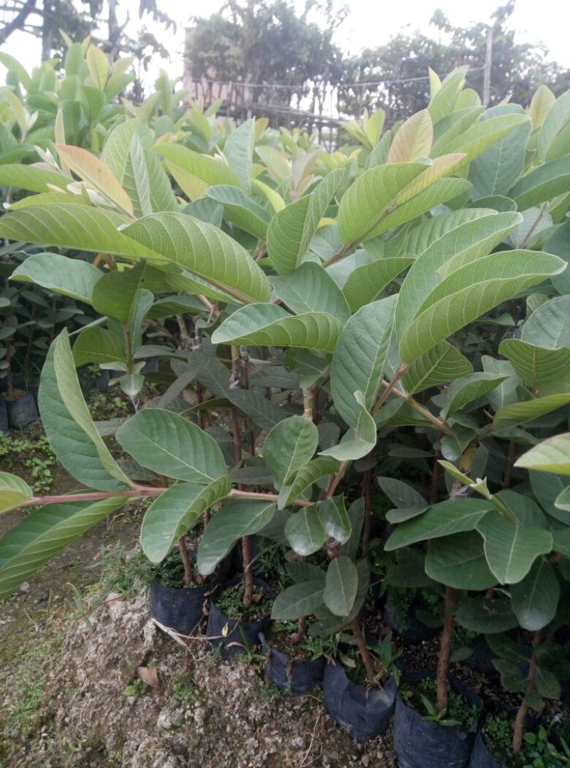 台湾珍珠白肉番石榴苗胭脂红番石榴苗西瓜红番石榴苗