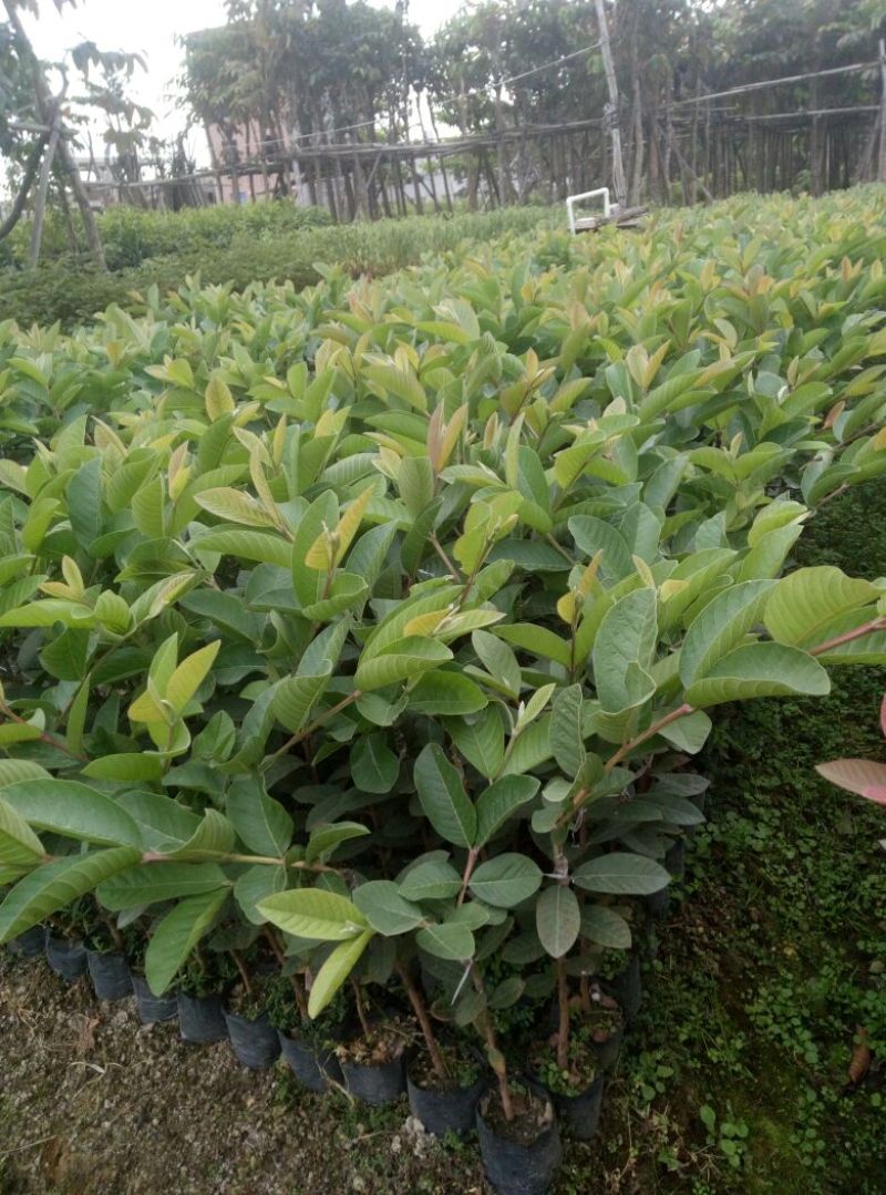 台湾珍珠白肉番石榴苗胭脂红番石榴苗西瓜红番石榴苗