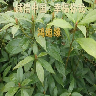 金丝楠木金丝楠苗