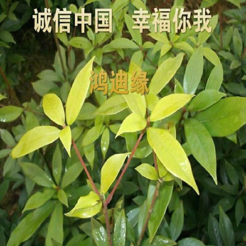 金丝楠木金丝楠苗