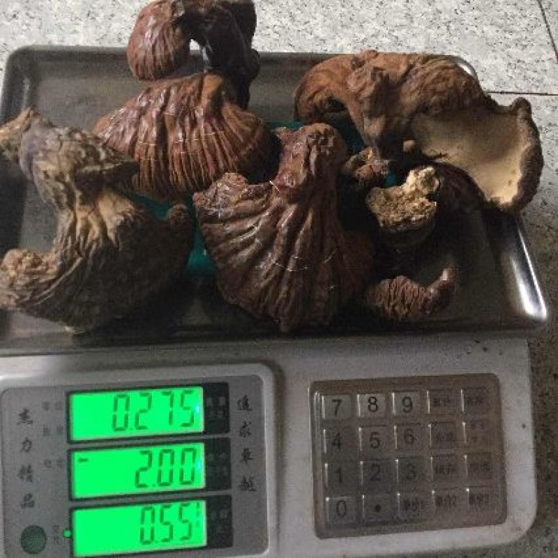 紫灵芝长白山林下野生灵芝产地直销工厂直销