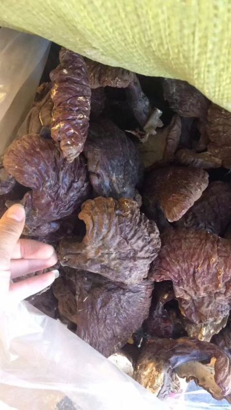 紫灵芝长白山林下野生灵芝产地直销工厂直销