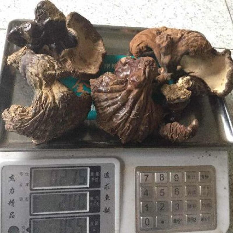 紫灵芝长白山林下野生灵芝产地直销工厂直销