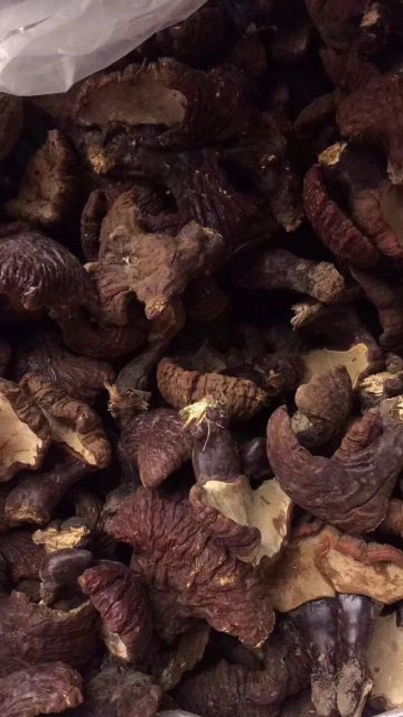 紫灵芝长白山林下野生灵芝产地直销工厂直销