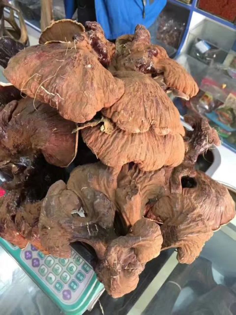 紫灵芝长白山林下野生灵芝产地直销工厂直销