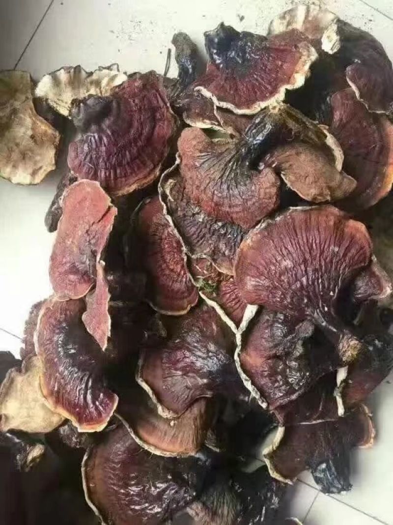紫灵芝长白山林下野生灵芝产地直销工厂直销