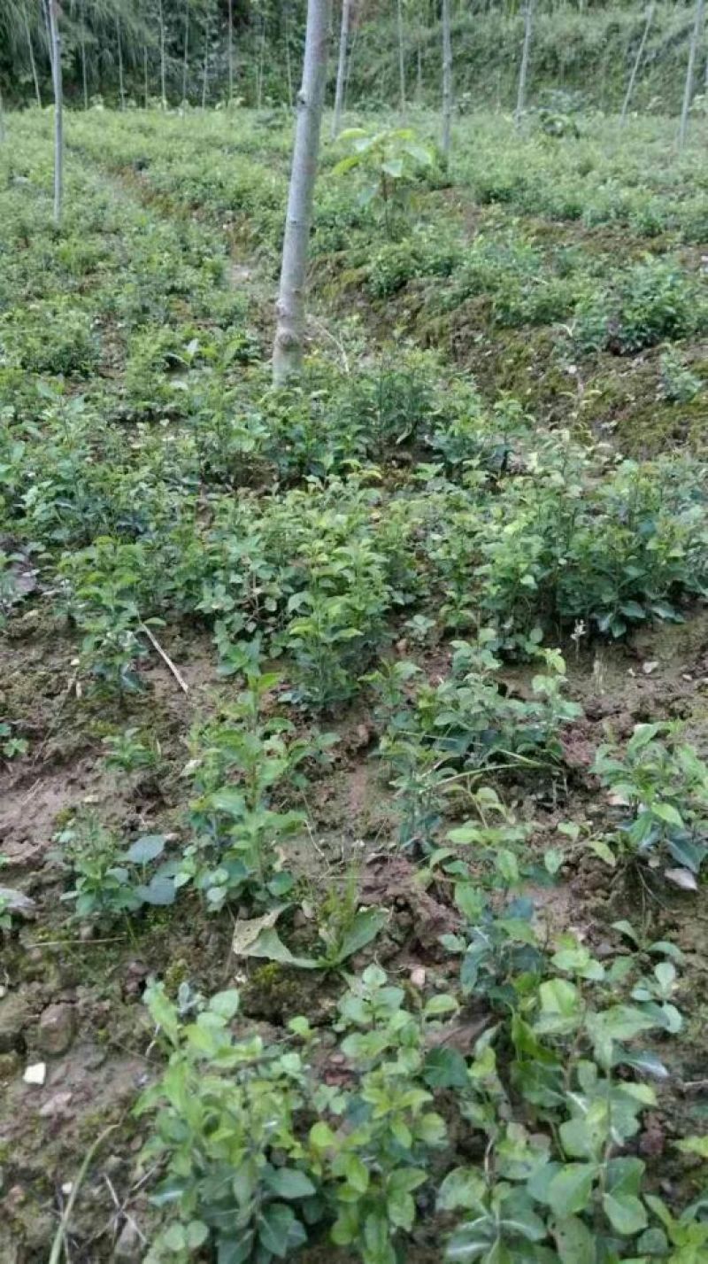 金弹子树桩