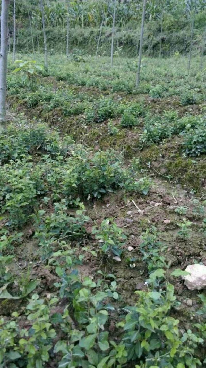 金弹子树桩