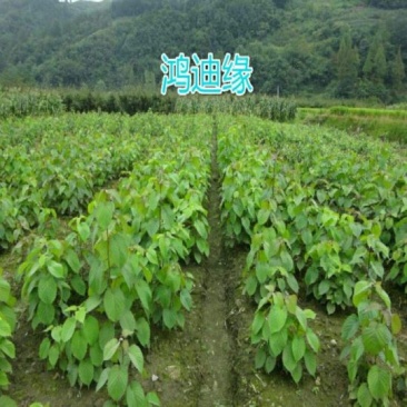 珙桐树苗80~100cm