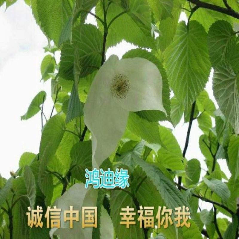 珙桐树苗80~100cm
