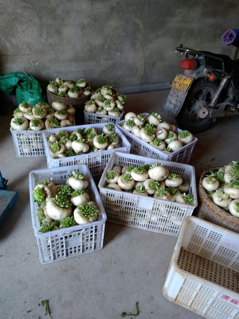 包心芥菜5两以上