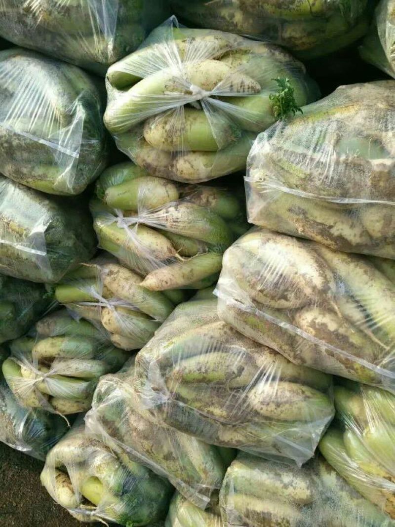 青萝卜常年种植面积大每天供货50吨