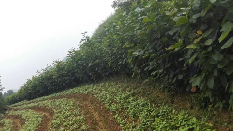 红玉兰苗地栽苗80cm以上