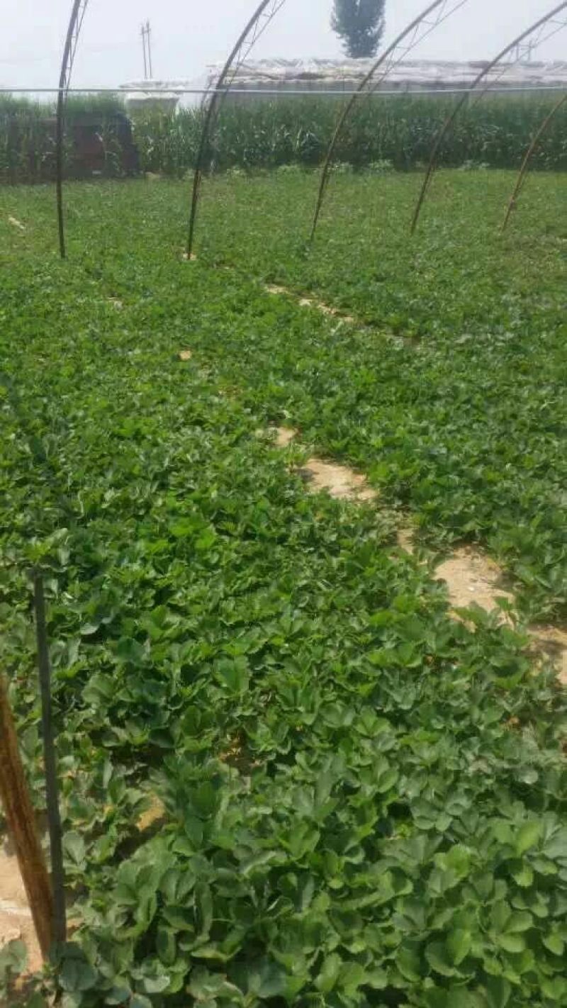 红颜草莓苗甜宝淡雪越秀香蕉黑珍珠梦之莹梦之芙真红美玲