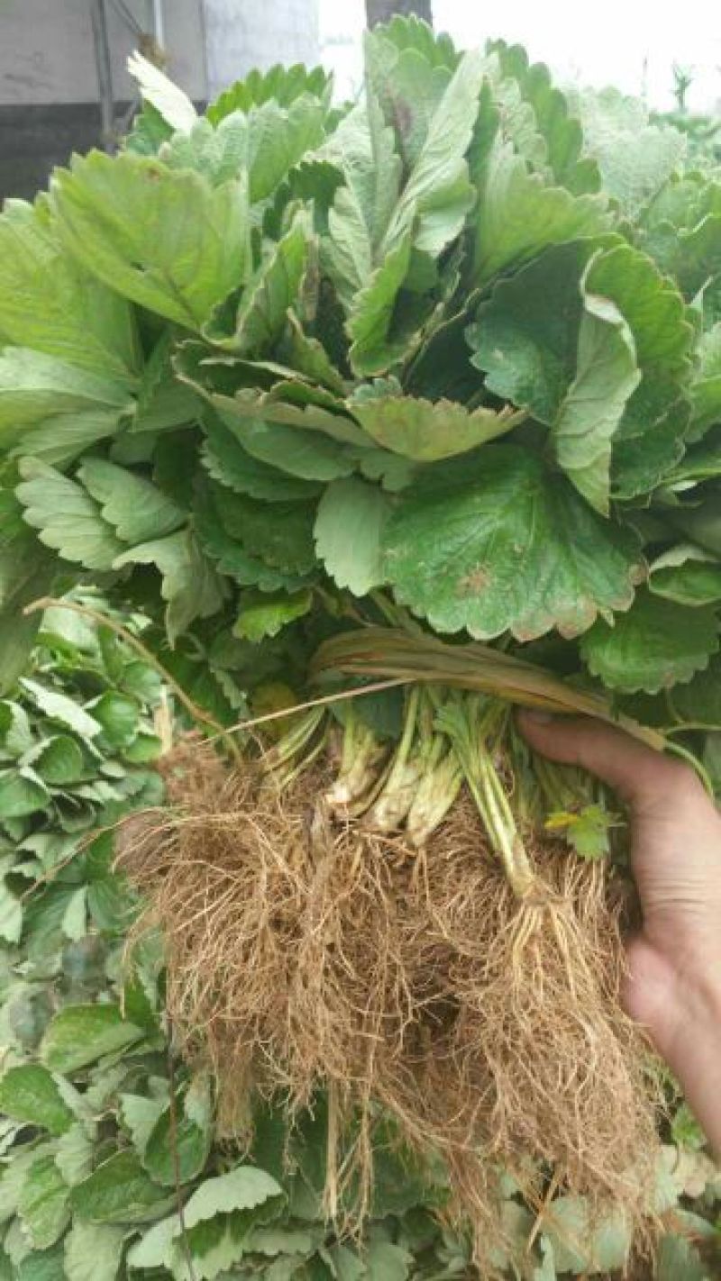 红颜草莓苗甜宝淡雪越秀香蕉黑珍珠梦之莹梦之芙真红美玲