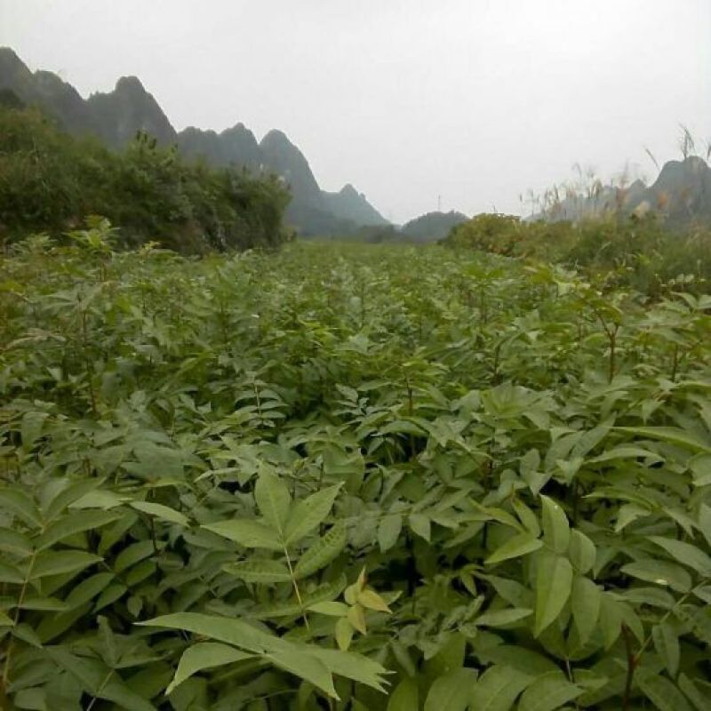 青钱柳青钱柳苗