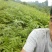 青钱柳青钱柳苗