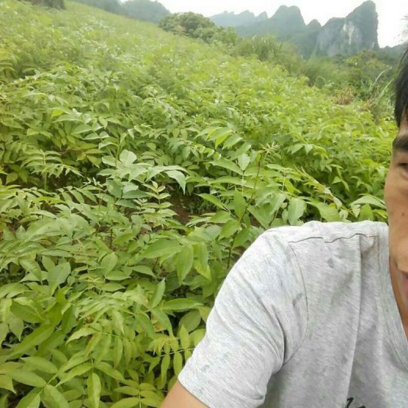 青钱柳青钱柳苗