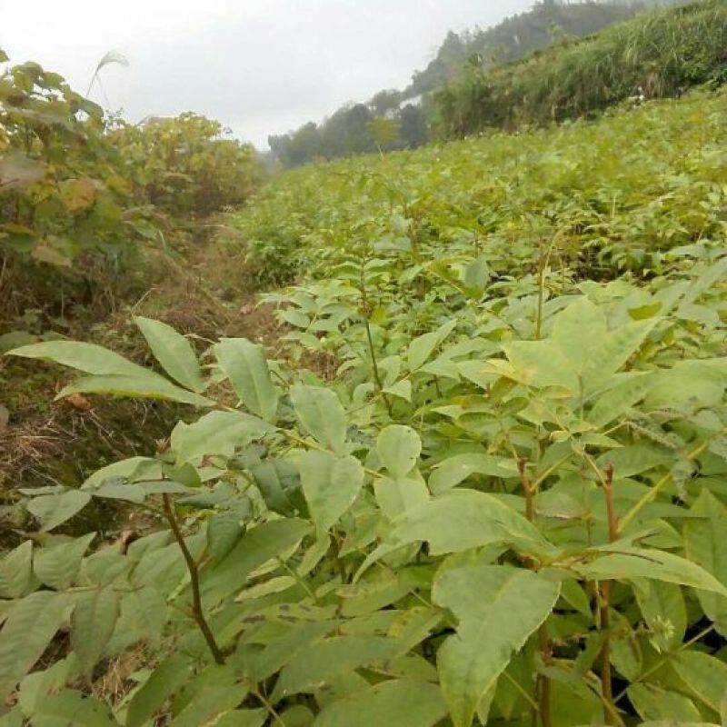青钱柳青钱柳苗