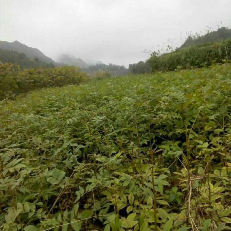 青钱柳青钱柳苗