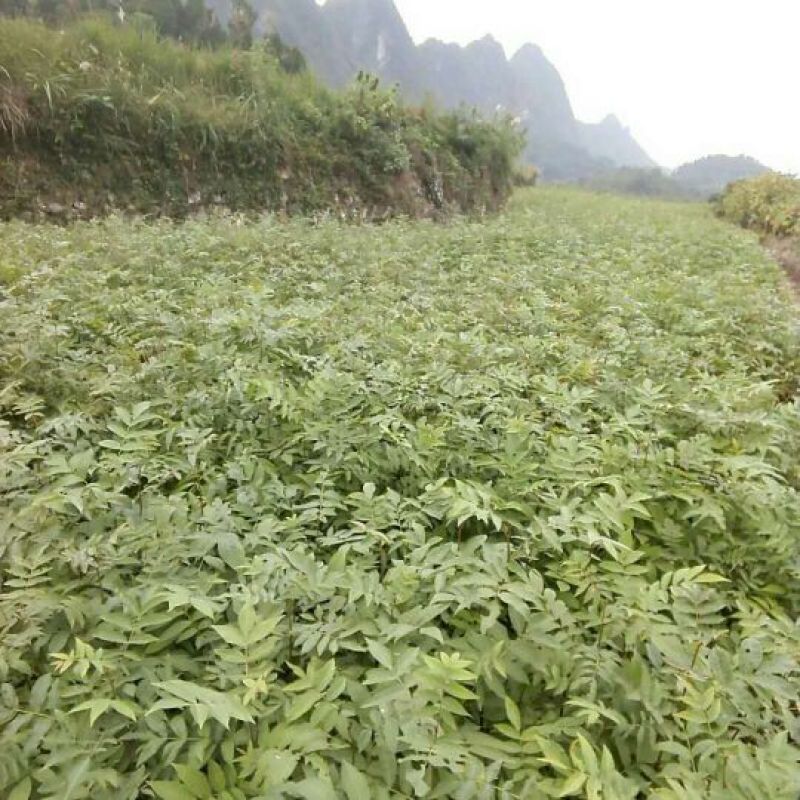 青钱柳青钱柳苗
