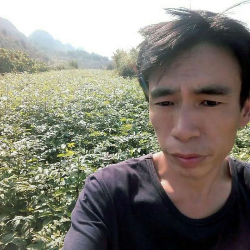 青钱柳青钱柳苗
