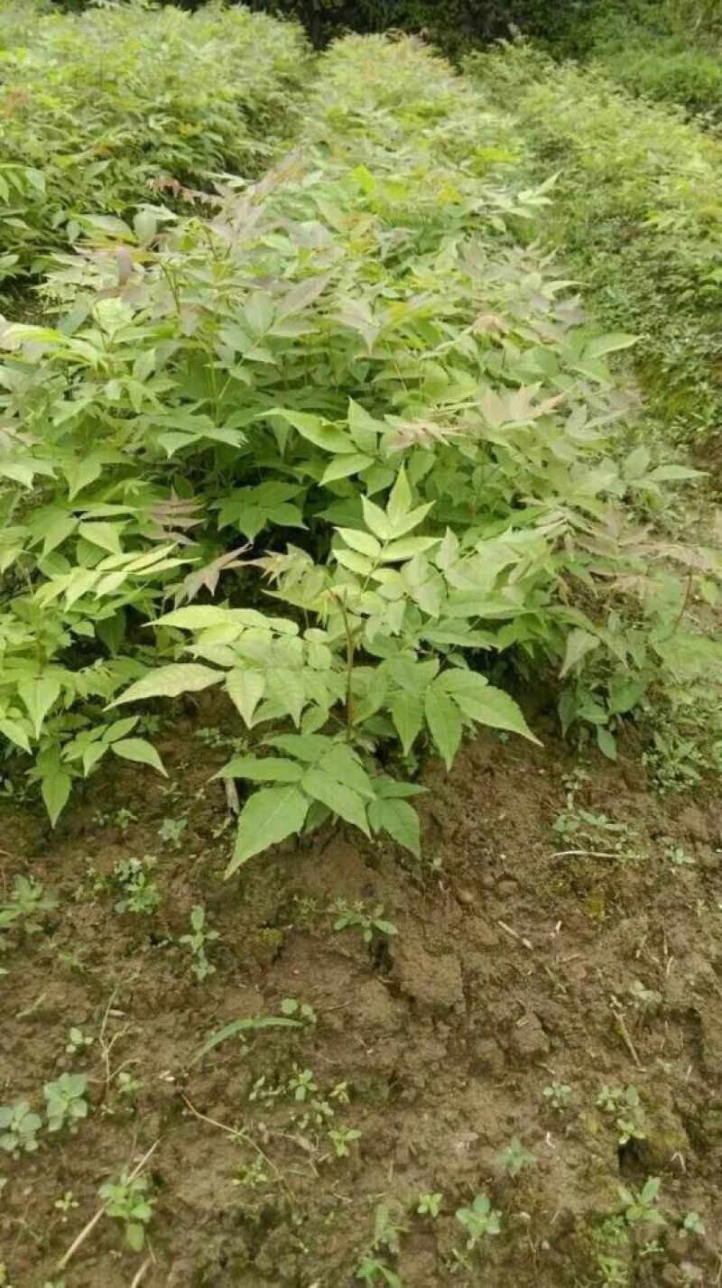 青钱柳青钱柳苗