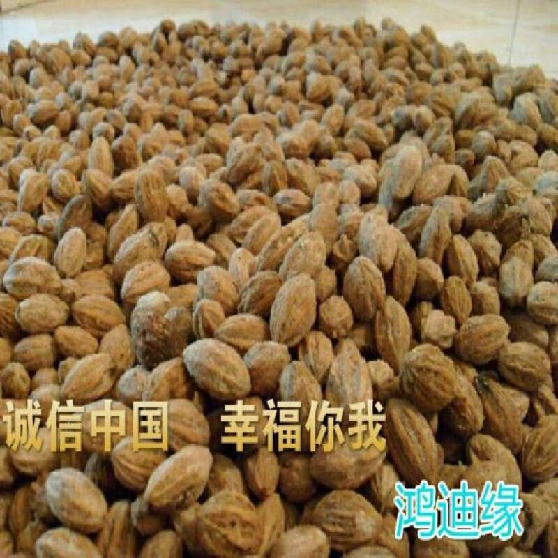 珙桐树苗80~100cm