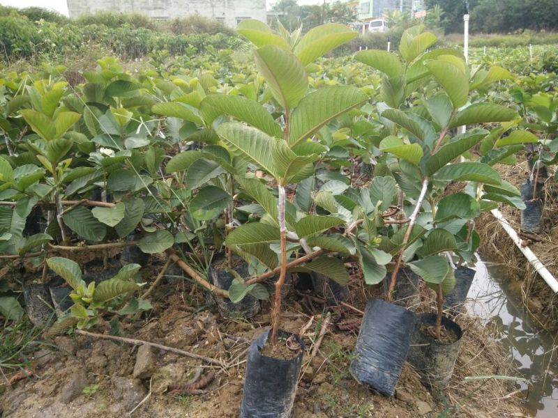 红宝石芭乐苗