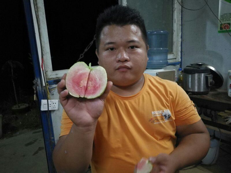 红宝石芭乐苗