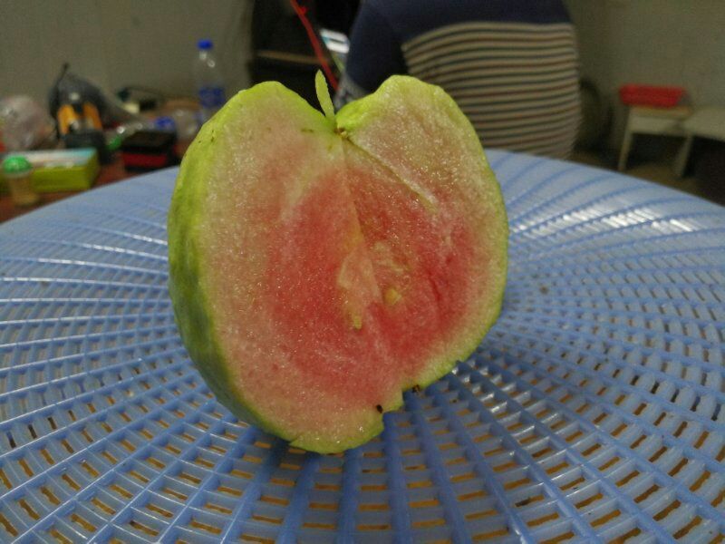 红宝石芭乐苗