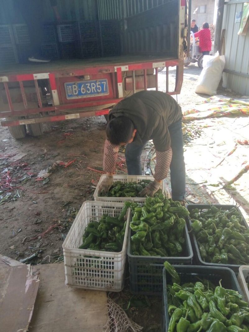 砀山县辣椒苏椒，皱皮，螺丝椒，大棚鲜菜，纯青嫩亮，