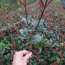 红叶石楠苗20~30cm林园绿化常年供应