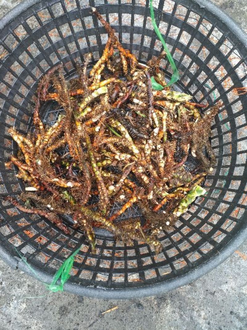 石菖蒲大选条