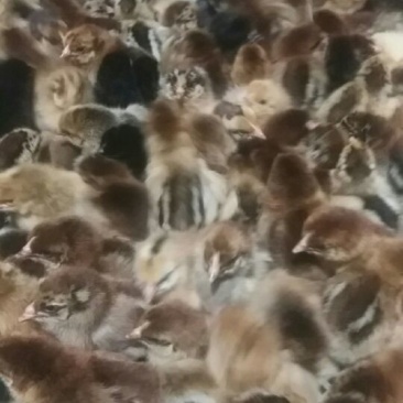土鸡苗35~45克出壳苗雄