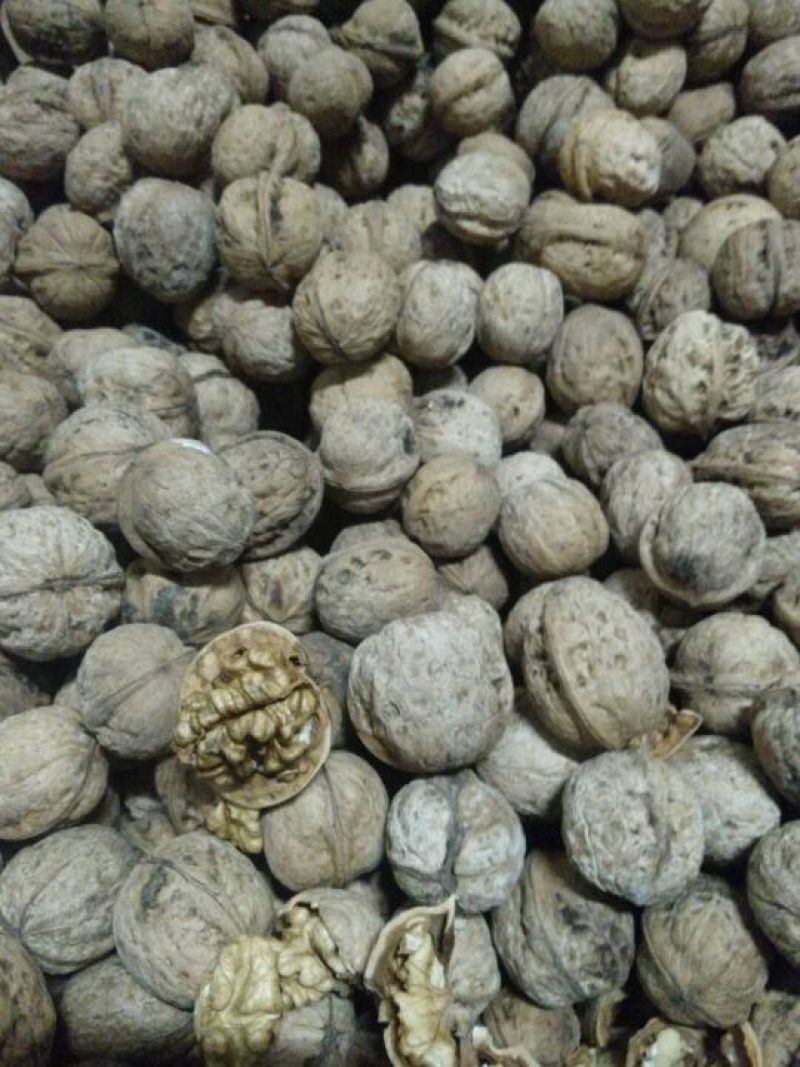 山核桃30~35mm去皮干
