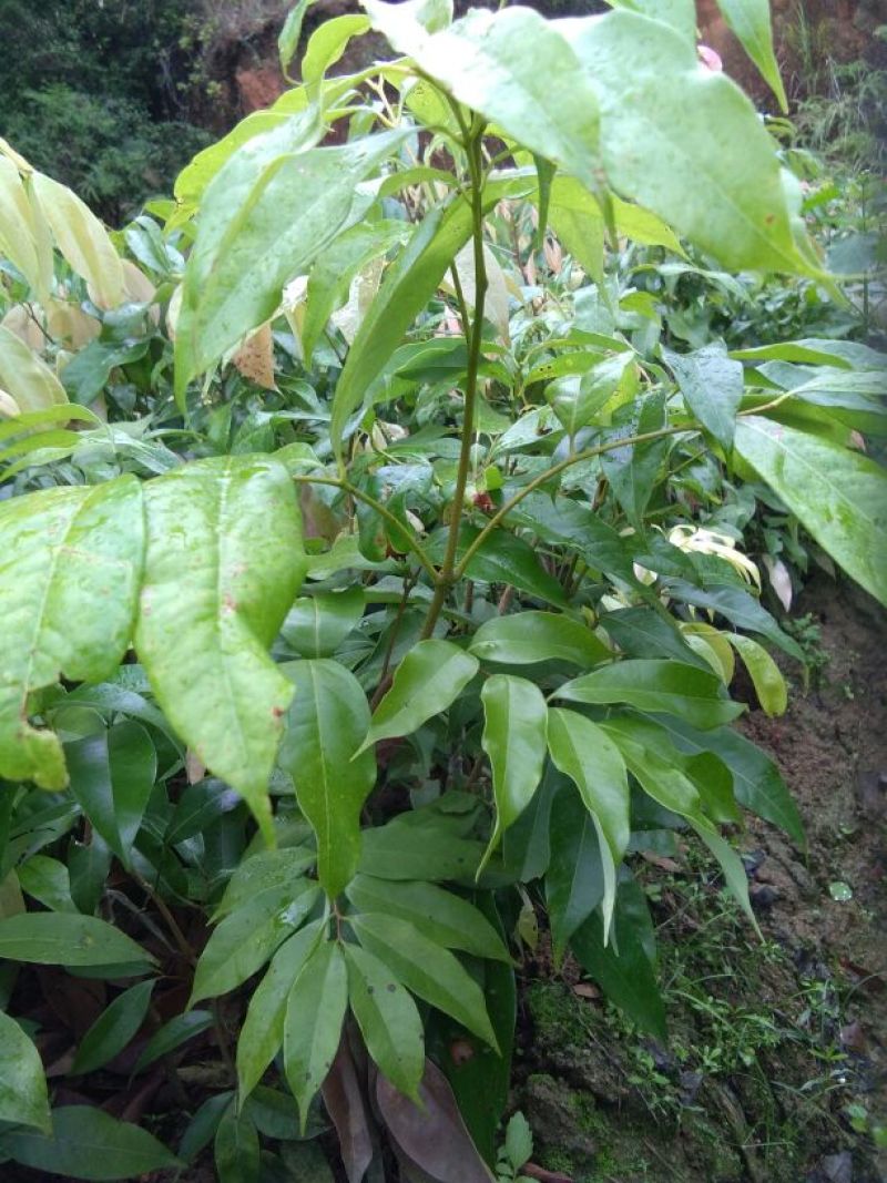 妃子笑荔枝苗30~50cm