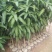 芒果苗1m以下四季芒金煌芒贵妃芒一手货源基地直发欢迎来电