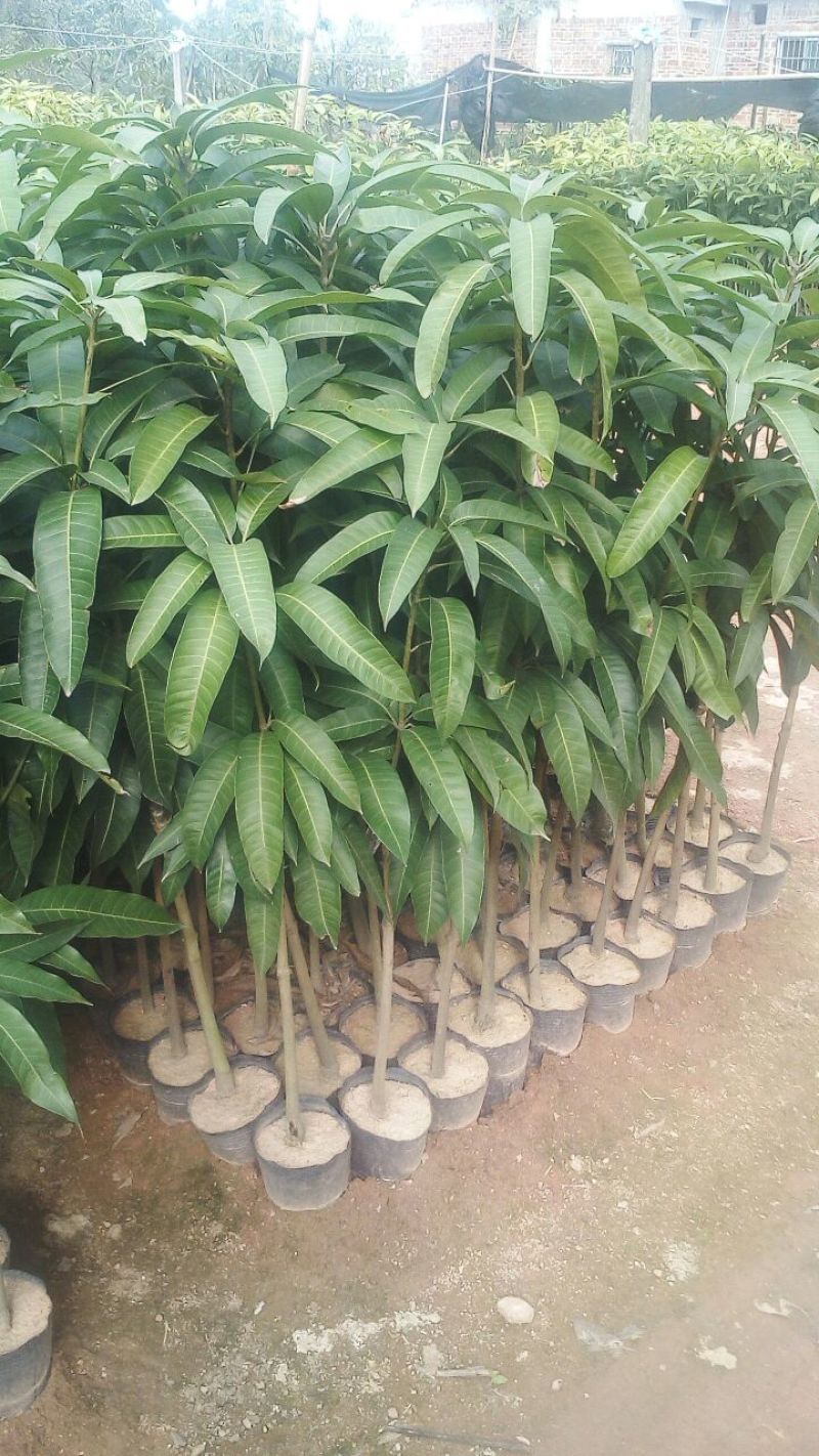 芒果苗1m以下四季芒金煌芒贵妃芒一手货源基地直发欢迎来电
