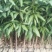 芒果苗1m以下四季芒金煌芒贵妃芒一手货源基地直发欢迎来电
