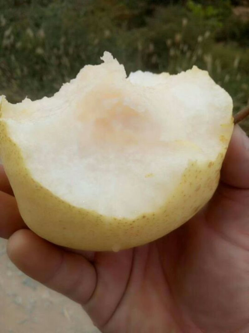 陕西大荔酥梨果大脆甜保质保量价格实惠